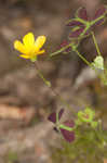 Tufted yellow woodsorrel